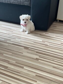Mini Maltezak - 3