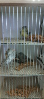 Predám Čižíkov Ohnivých - 3