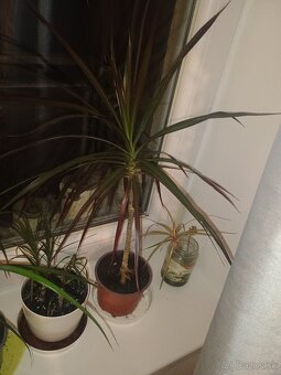 Dracena Dracaena - 3