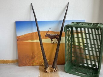 Trofej parožie Gemsbok - 3