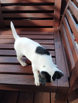 Jack Russel terier - 3