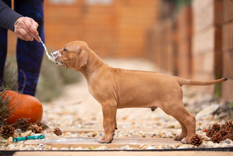 Rhodesian ridgeback s PP - 3