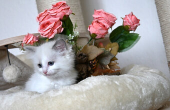 RAGDOLL mačiatka s rodokmeňom, - 3