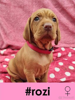 Maďarská vyžla bez PP - 3