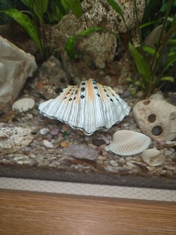 Okysličovač do akvária mušľa - 3