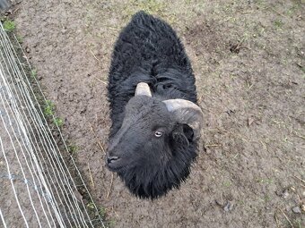 Quessantsky baran - 3