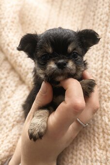 Čivava šteniatka s PP ( Psik a fenka ) - 3