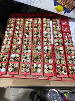 Prepelice japonské,prepeličie vajíčka,vajcia,trus,hnojivo - 3