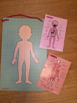 Ludske telo - magneticka tabula - 3