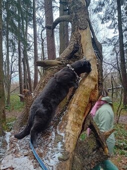 Darujem kocúrika - 3