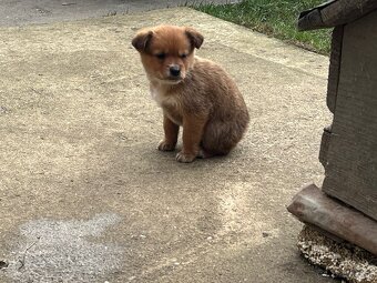 Darujem šteňatá - 3