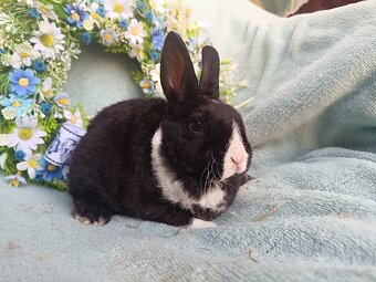 Zakrslý rex - samček čierny s bielou HK - 3