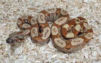 Boa imperator - Scoria Paradigm, IMG Arctic, IMG Paradigm - 3