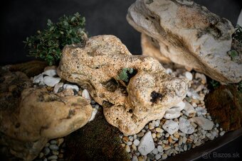 Krajinka Bonsai v miske 78x38cm - 3