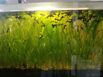 Predám gupky - posledné kusy - 3