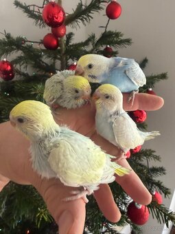 Andulky Dúhové Maznačikovia - 3