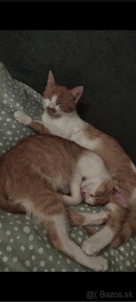 Darujem kocúrikov - 3