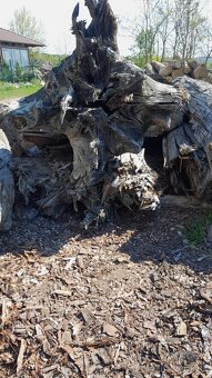 Subfosílny dub - cca 3000 rokov starý - 3