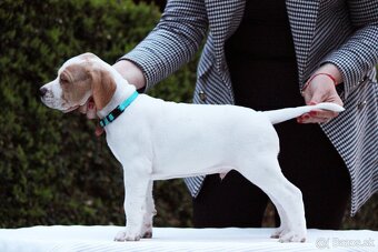 Anglický pointer, english pointer, stavač - 3