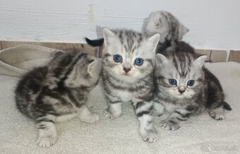 Britské Whiskas mramorové mačiatka - 3