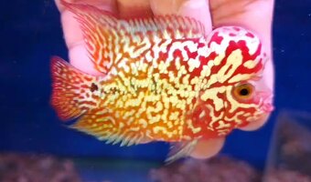 Flowerhorn kamfa shortbody - 3