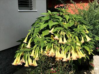 anjelská trúba - Brugmansia - 3