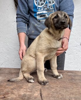 KANGAL - štěňata již K ODBĚRU, iba sučky - 3