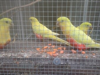 Papagáj Královský žltý predaj - 3