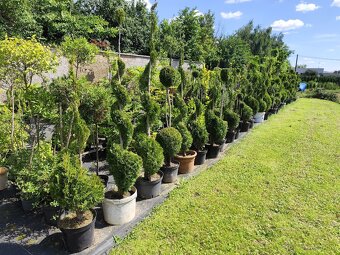 Okrasné dreviny, kríky - 3