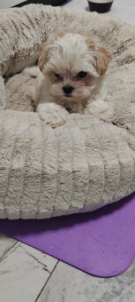 Predám Yorkshire terrier mini - 3