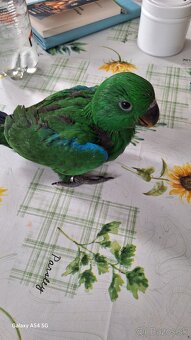 Eklektus Polychloros - 3