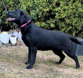 Labrador - 3