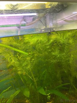 Akvarine rastliny - 3