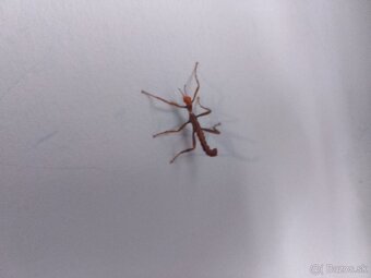 Predám Strašilky australské - 3