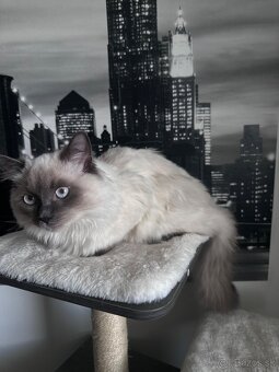 7 mesačný kocúrik Ragdoll - 3