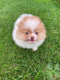 Pomeranian, špic, oranžový špic, pomik - 3
