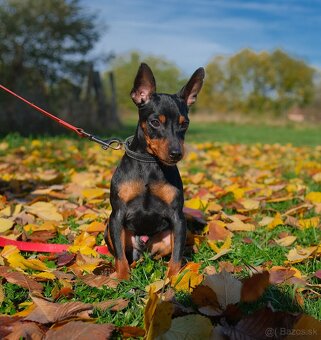 Trpasličí pinč (Miniatúrny pinč), pes s PP - 3