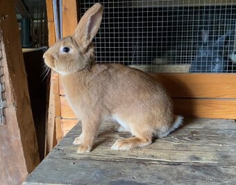 Burgundské králiky, viedenská modra - 3