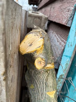 Drevorezbárstvo-drevo orech - 3