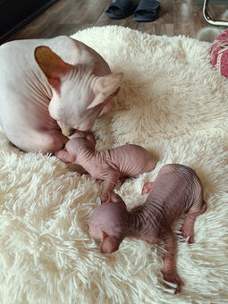 Sphynx mačiatka - 3