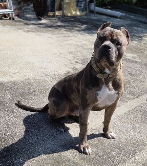 American Bully XXL /HAIBACH'S/ - 3
