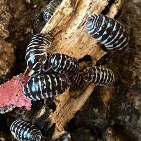 Pozor Isopody npr pre bioaktivne terária - 3