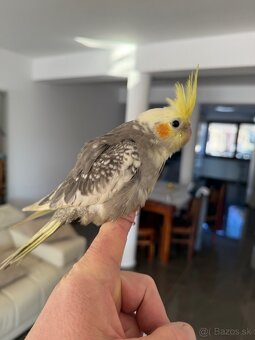 Korela Maznačik krotká - 3