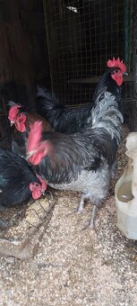 Kohuty australorpka cierne,sive - 3