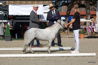 Pripustanie shetland pony - 3