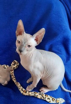 Don Sphynx Mačiatko - Kocúrik - 3