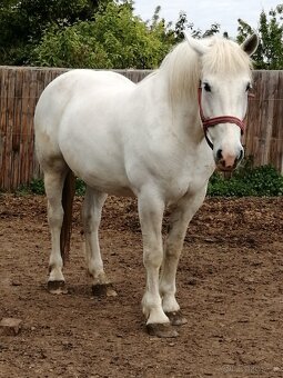 Kobyla plemena Percheron na predaj - 3