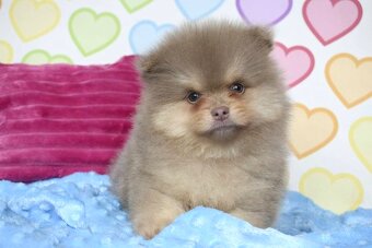 Pomeranian s PP - 3