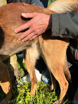Belgický ovčiak malinois - 3