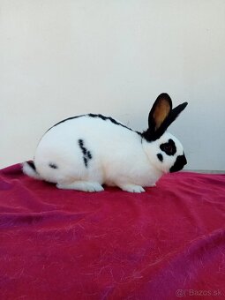 ČESKY STRAKAČ SAMEC - 3